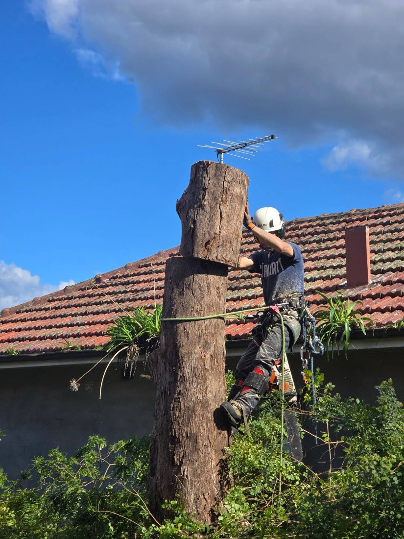 The same gum stripped back to the spar, climber taking the final sections beside the roof