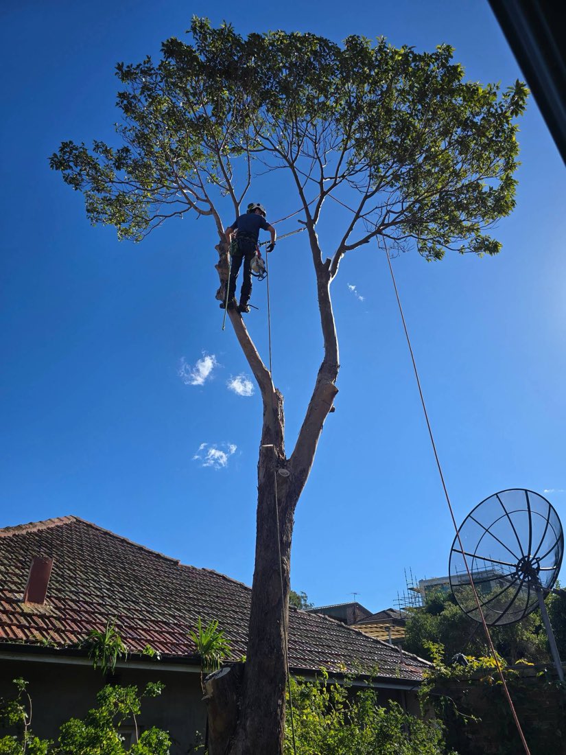 20 metre gum in full canopy directly over a Sydney house before removal