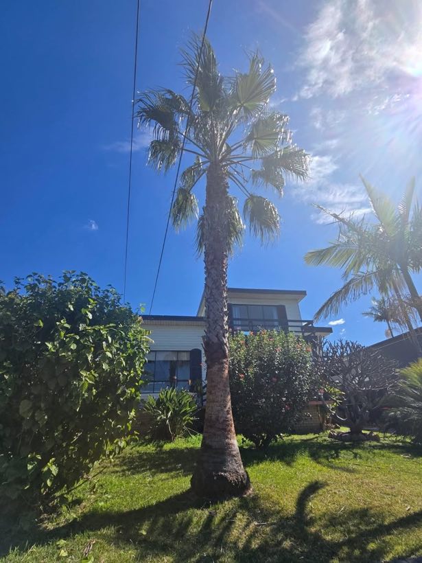 Palm removal near powerlines