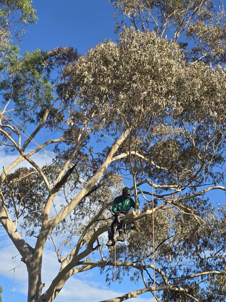 Block clearing and site preparation