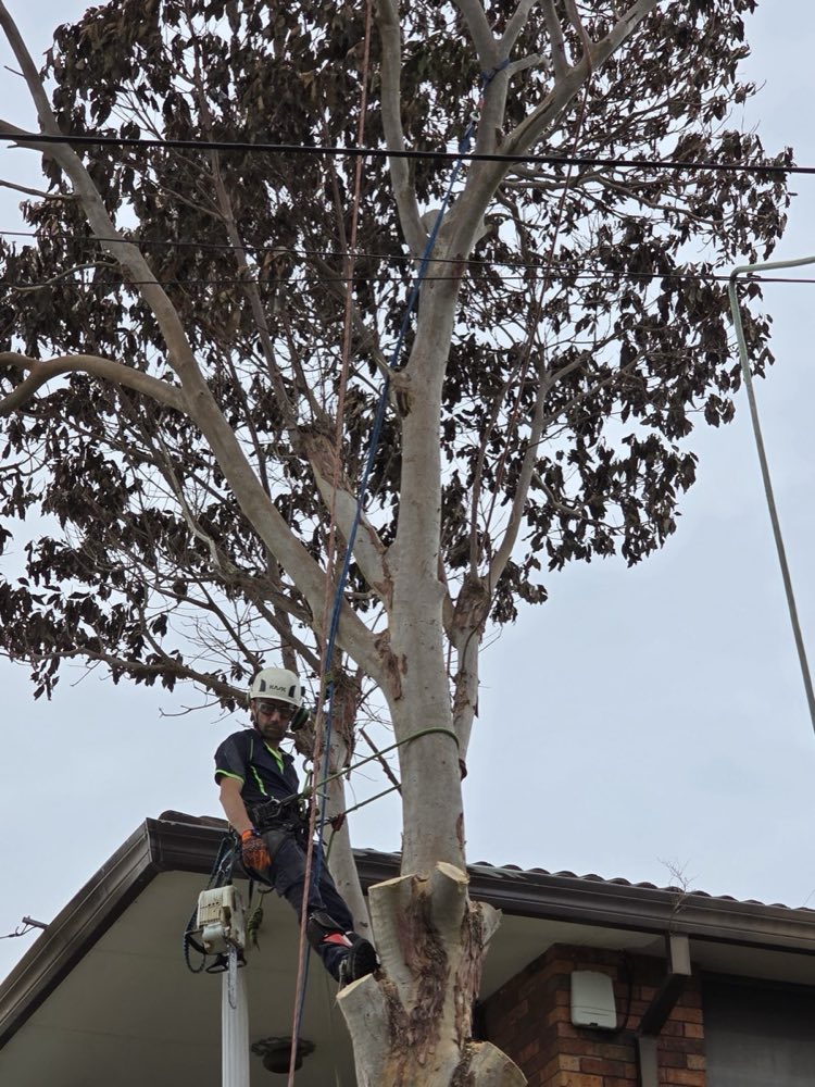Crown reduction and pruning in Sydney